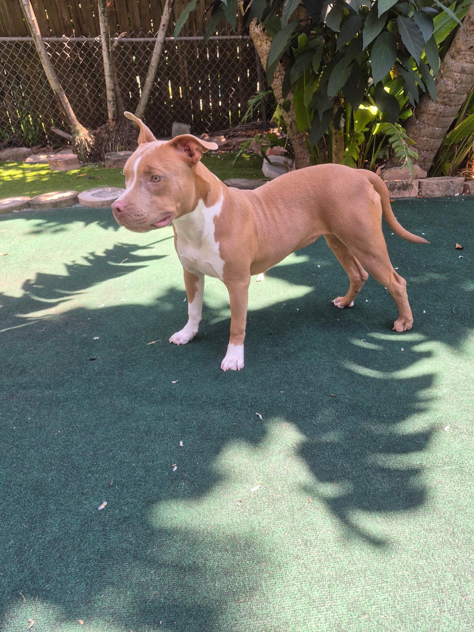 Enlarge Coral, a ADOPTABLE mixed breed in Lake Worth, FL image 5/6