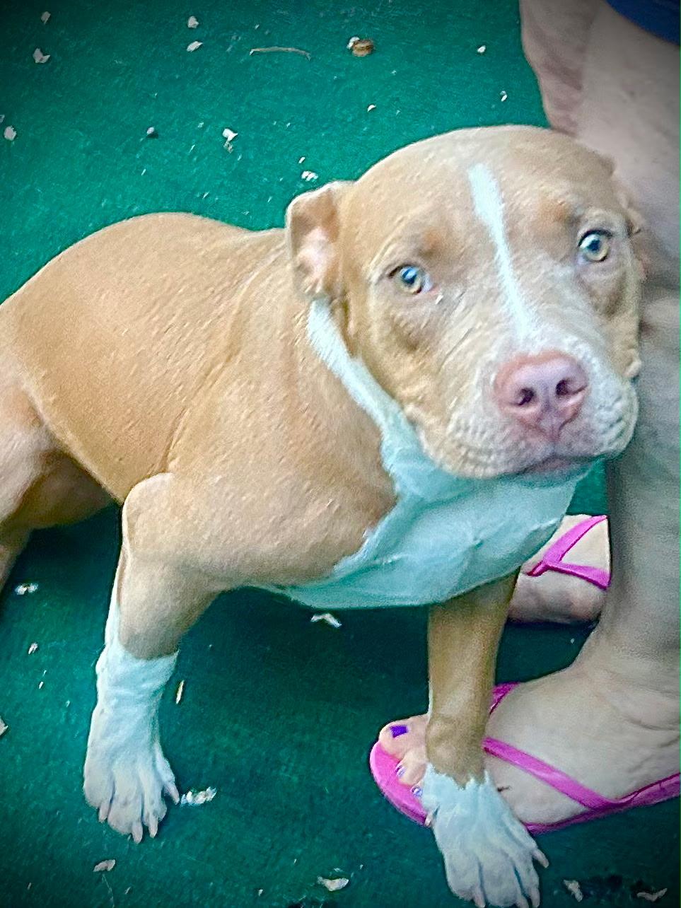 Enlarge Coral, a ADOPTABLE mixed breed in Lake Worth, FL image 6/6