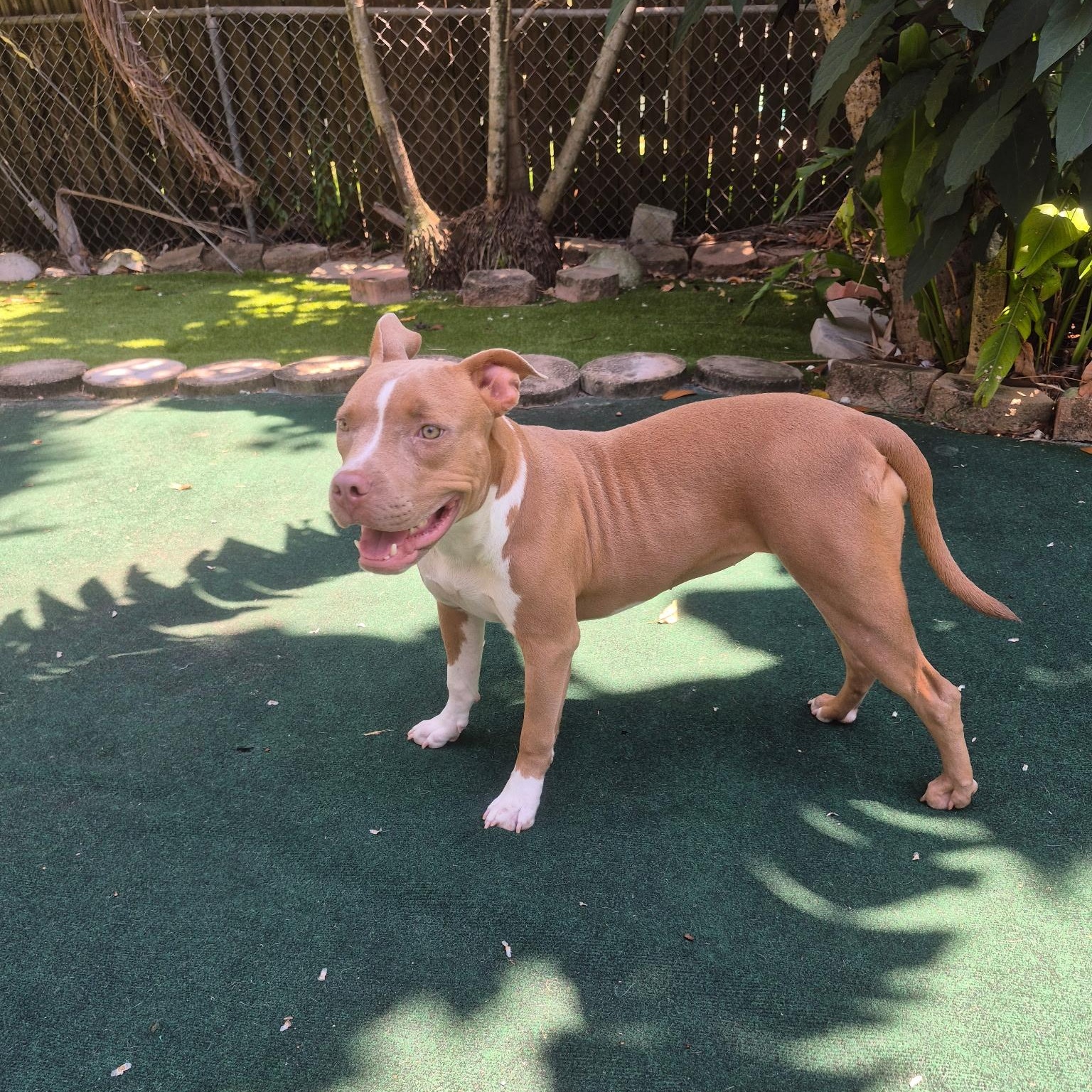Enlarge Coral, a ADOPTABLE mixed breed in Lake Worth, FL image 2/6