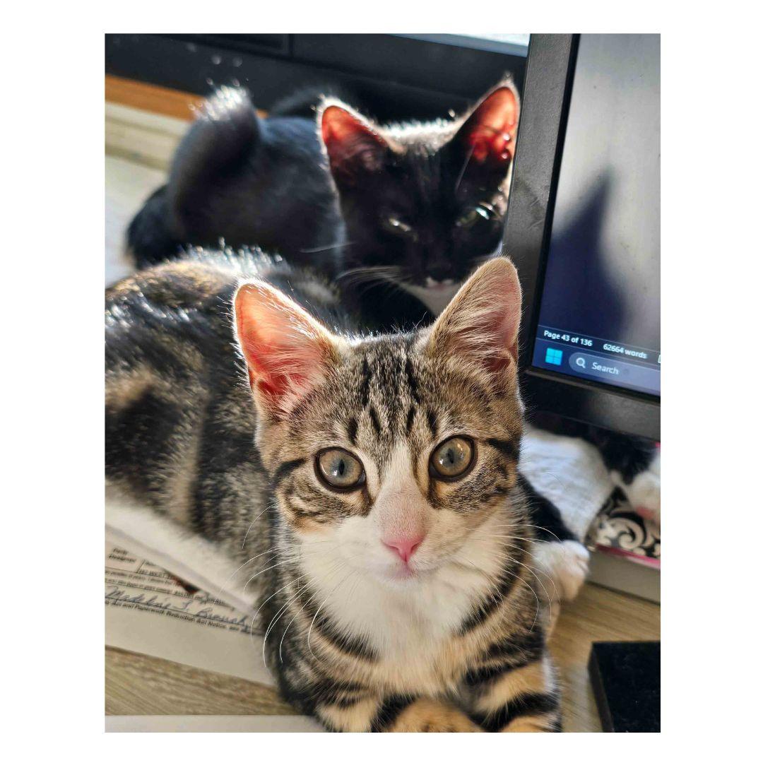 Enlarge Puffer and Mako, a ADOPTABLE Domestic Short Hair in Stamford, CT image 2/4