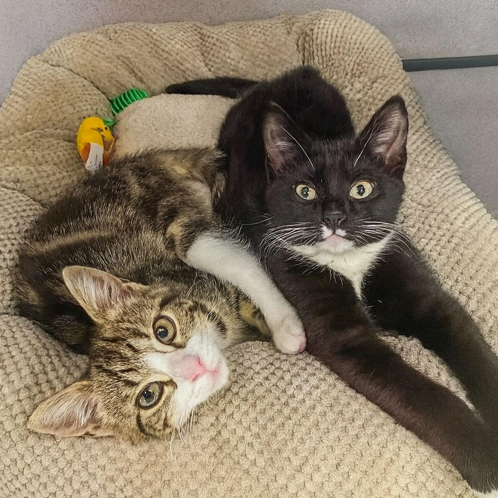 Enlarge Puffer and Mako, a ADOPTABLE Domestic Short Hair in Stamford, CT image 1/4