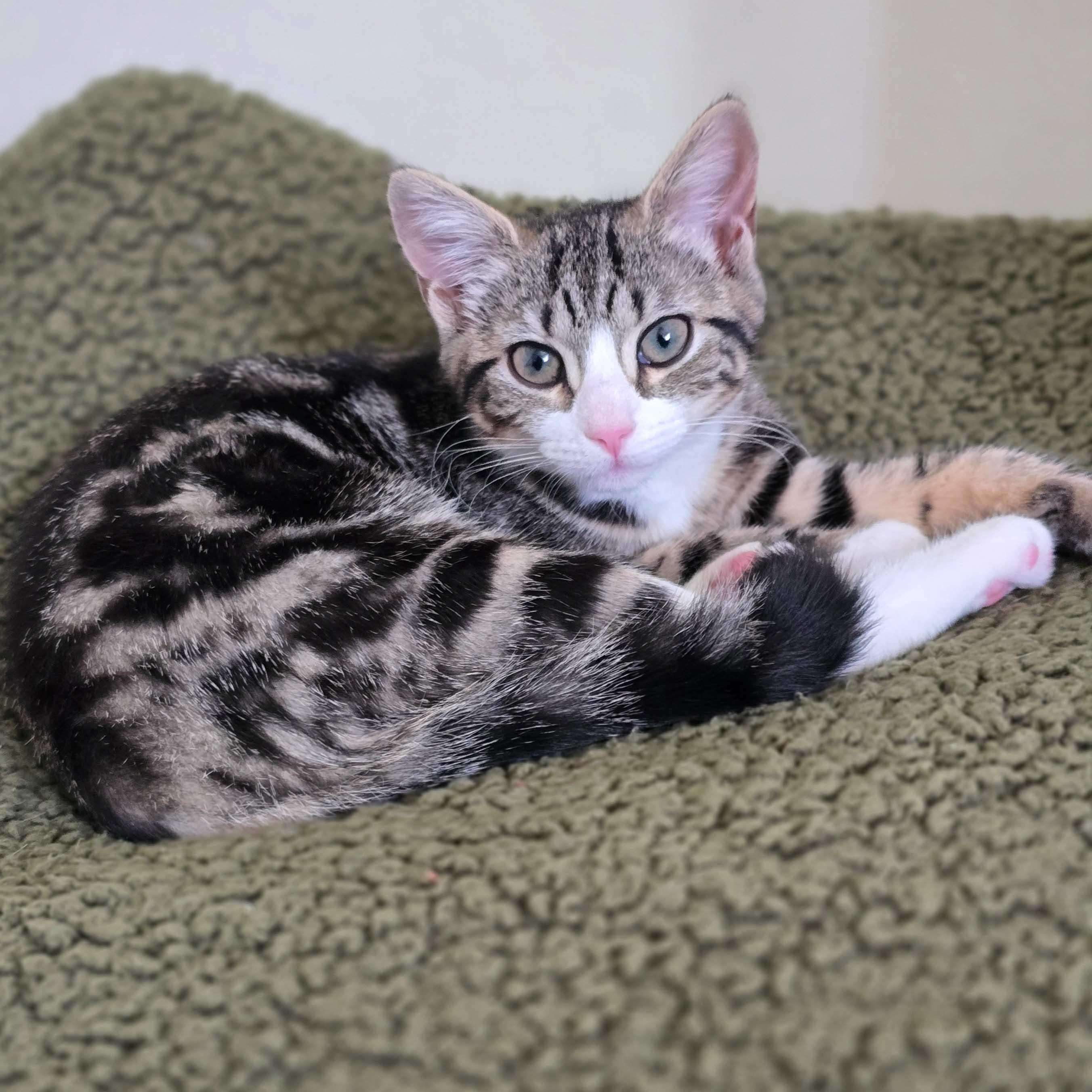 Enlarge Puffer and Mako, a ADOPTABLE Domestic Short Hair in Stamford, CT image 3/4