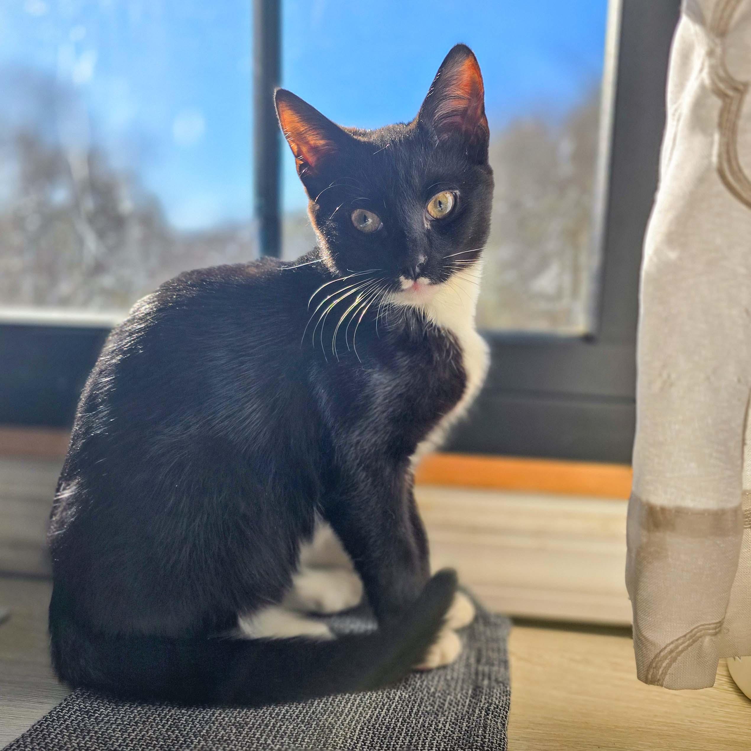 Enlarge Puffer and Mako, a ADOPTABLE Domestic Short Hair in Stamford, CT image 4/4