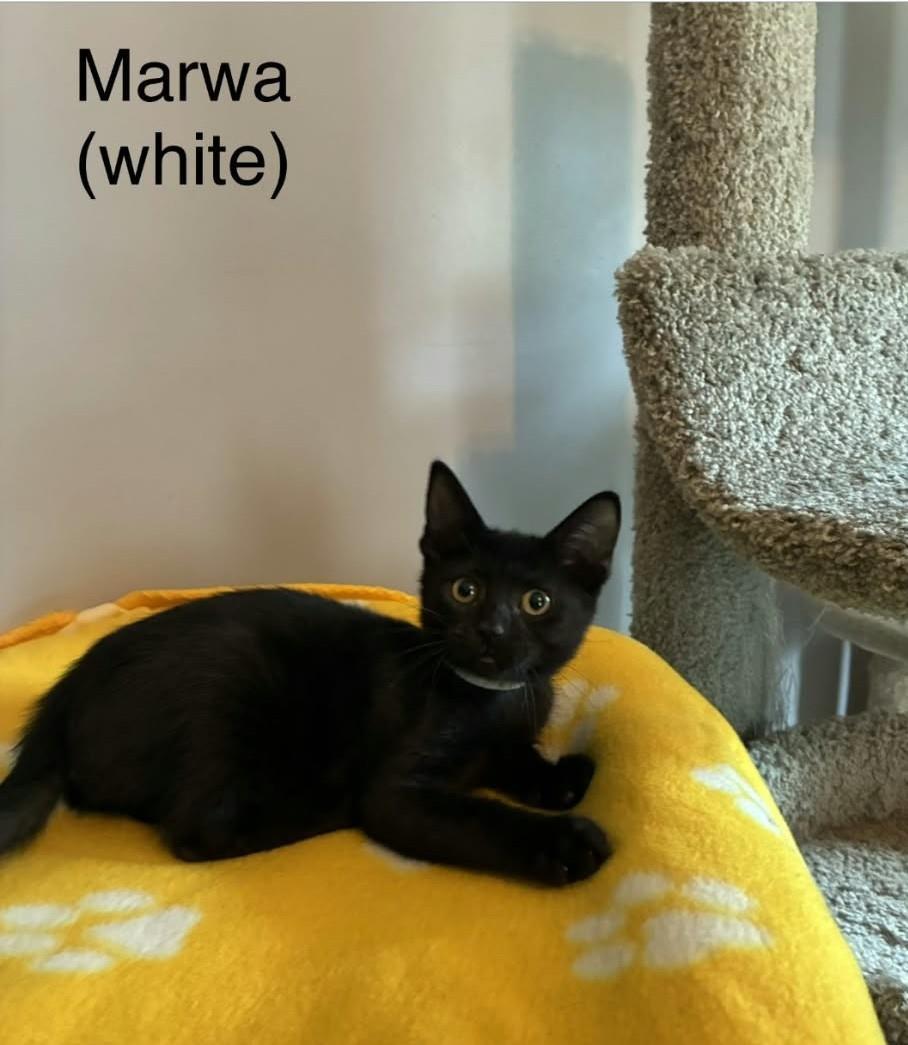 Marwa, Adoptable, Kitten Female Abyssinian.