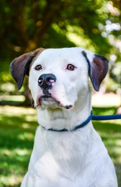 Enlarge Darcy Lynn, a Adoptable mixed breed in Yakima, WA image 1/2
