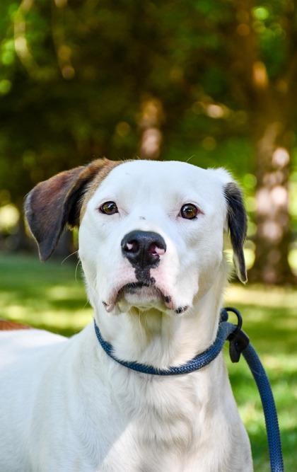 Enlarge Darcy Lynn, a Adoptable mixed breed in Yakima, WA image 2/2