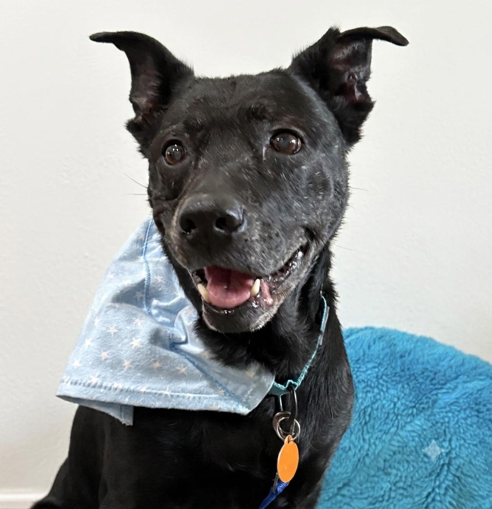 Sneezy, Adoptable, Senior Female Labrador Retriever.