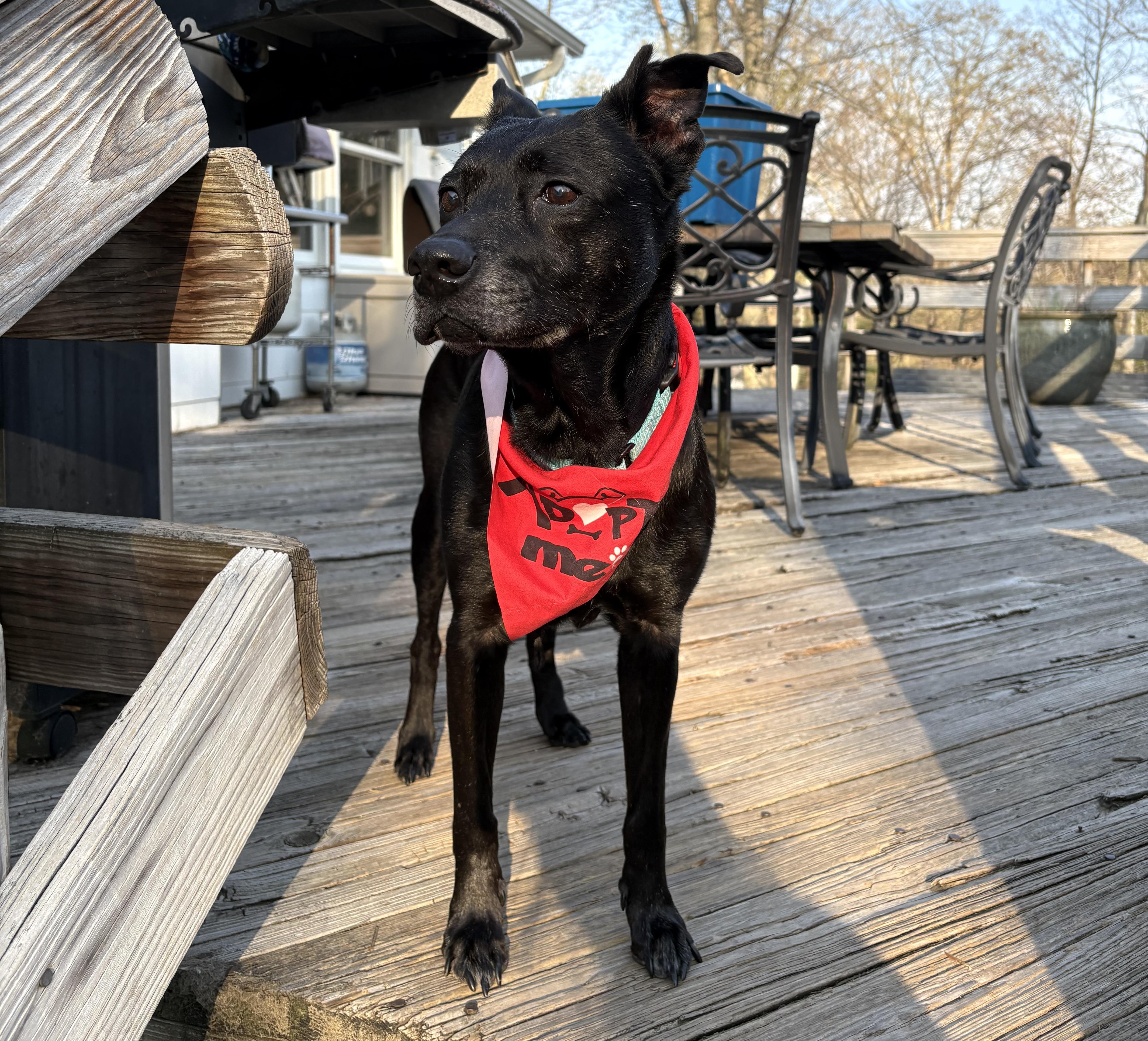 Sneezy, a Adoptable mixed breed in Brooklyn, NY image 5/6