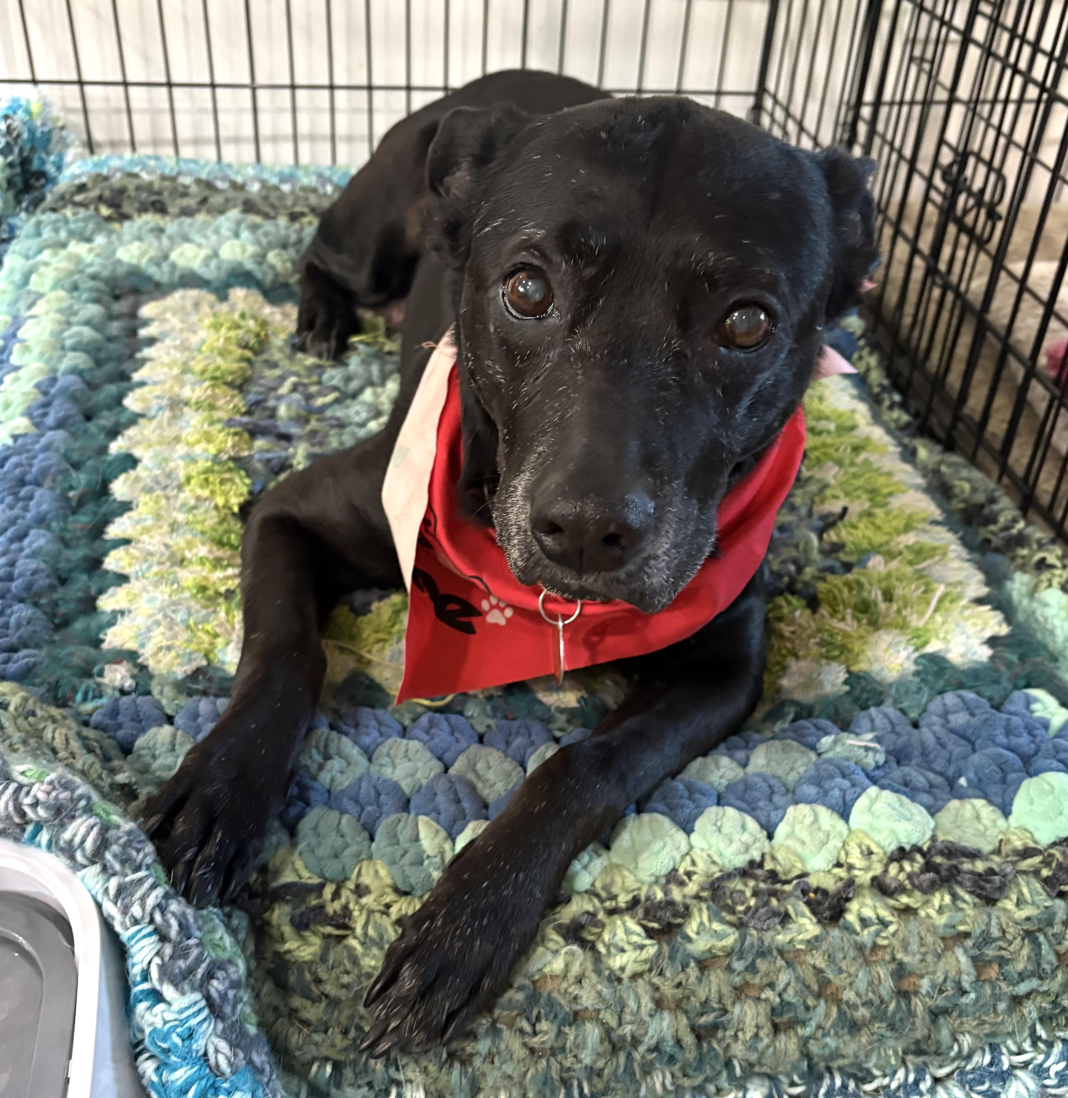 Sneezy, a Adoptable mixed breed in Brooklyn, NY image 6/6