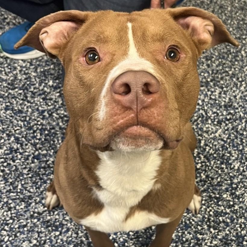 Stitch, Adult Male Pit Bull Terrier