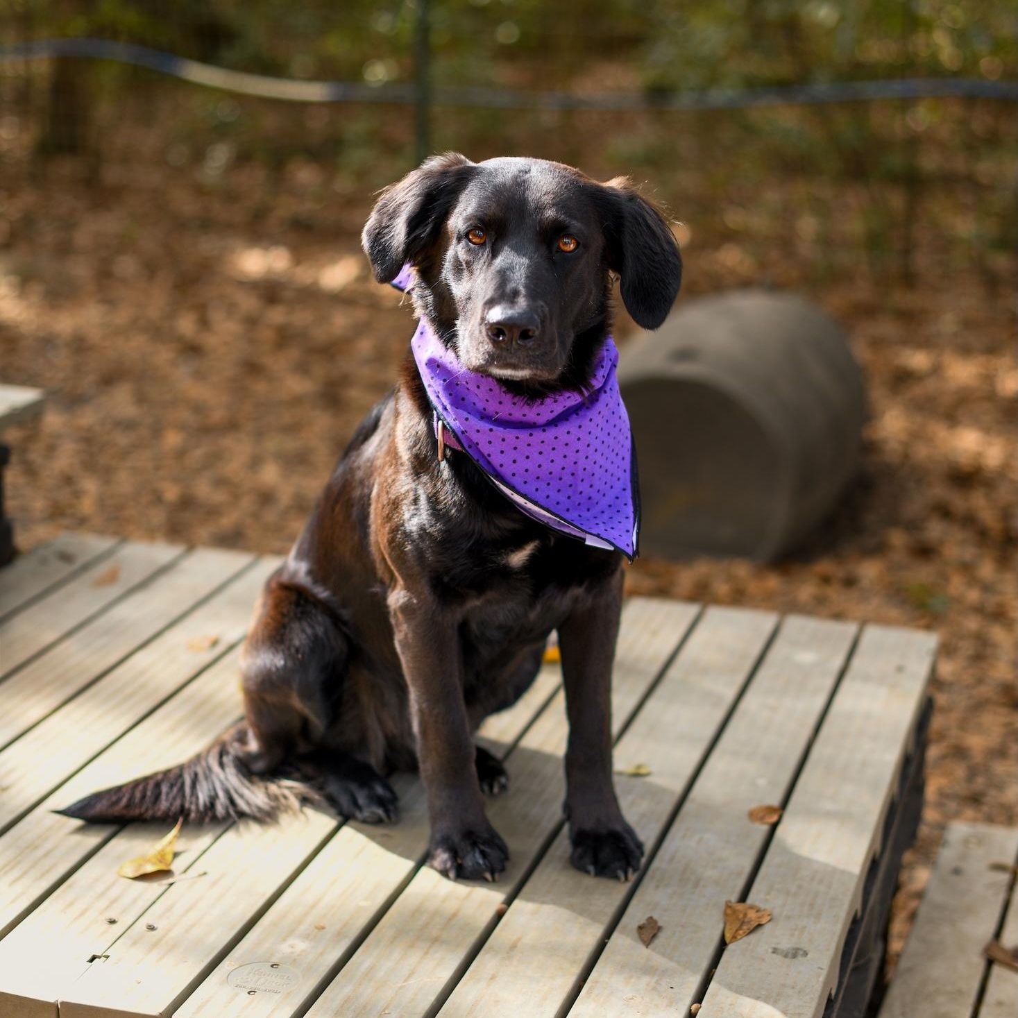 Naomi (Available in Florida) 5