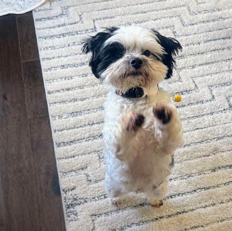 Alvin — thumbnail 3