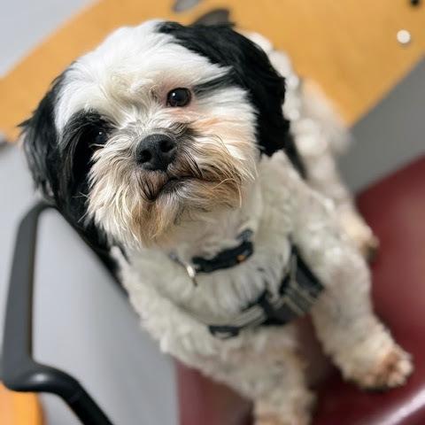 Alvin — thumbnail 4