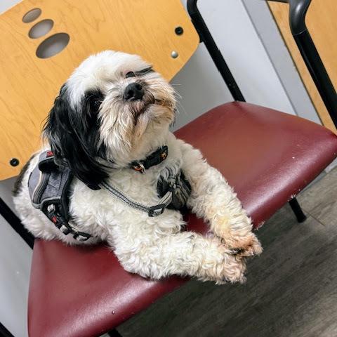 Alvin — thumbnail 5