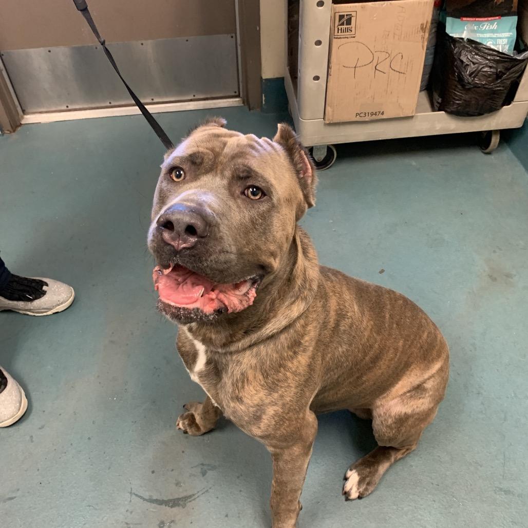 Enlarge Legend, a Adoptable Mixed Breed in Gainesville, GA image 1/1