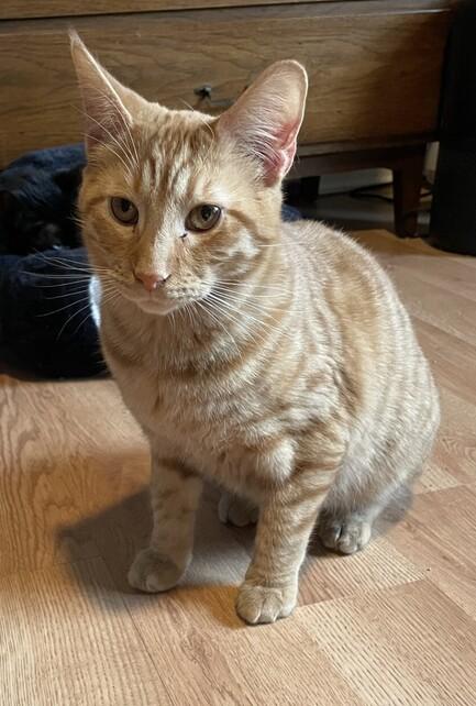 Taki, Adoptable, Kitten Male Domestic Short Hair.