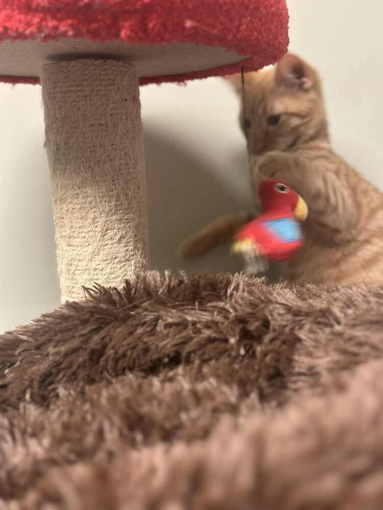 Taki, a Adoptable Domestic Short Hair in Evansville, IN image 2/6
