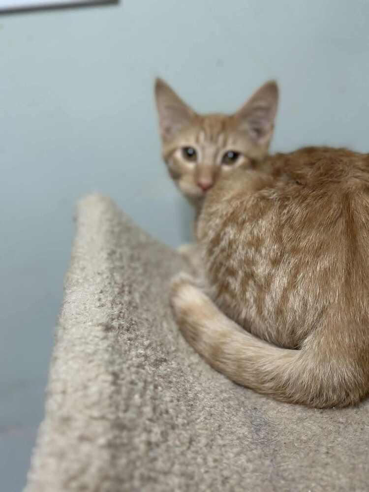 Taki, a Adoptable Domestic Short Hair in Evansville, IN image 4/6