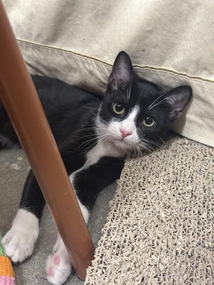 Geenadella, Adoptable, Kitten Female Domestic Short Hair & Domestic Short Hair.