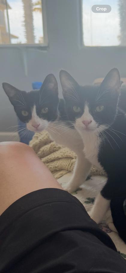 Enlarge Geenadella, a Adoptable Domestic Short Hair in San Diego, CA image 2/3