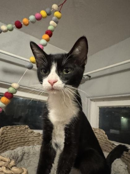 Enlarge Geenadella, a Adoptable Domestic Short Hair in San Diego, CA image 3/3