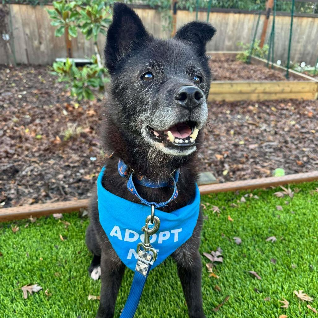 Tantan, a Adoptable mixed breed in Bend, OR image 1/6