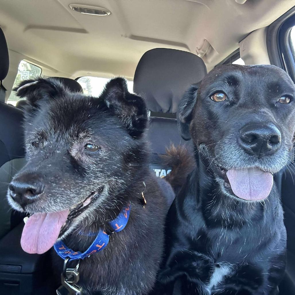 Tantan, a Adoptable mixed breed in Bend, OR image 2/6