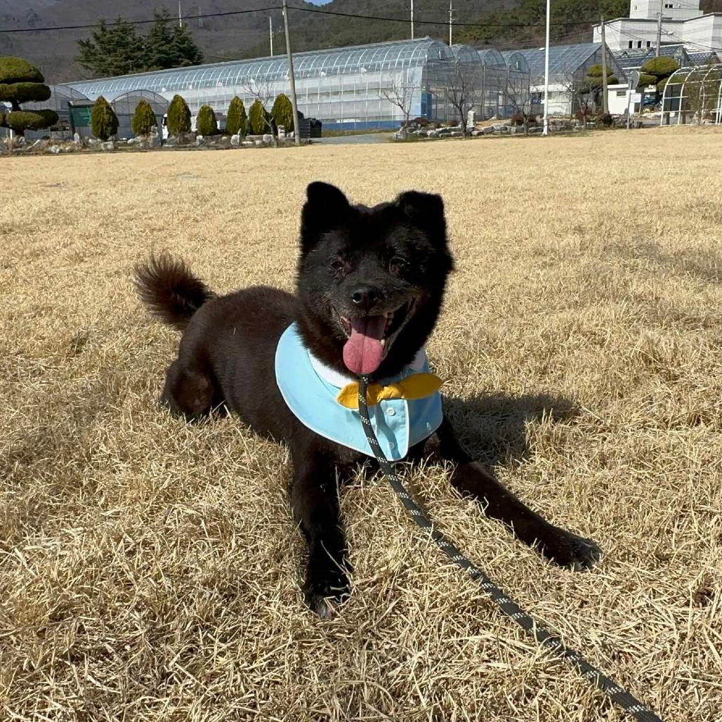 Tantan, a Adoptable mixed breed in Bend, OR image 3/6