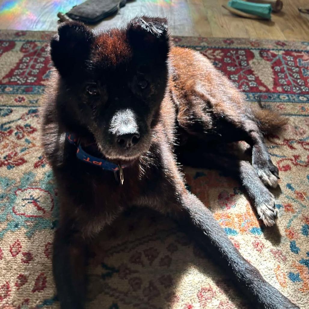 Tantan, a Adoptable mixed breed in Bend, OR image 4/6