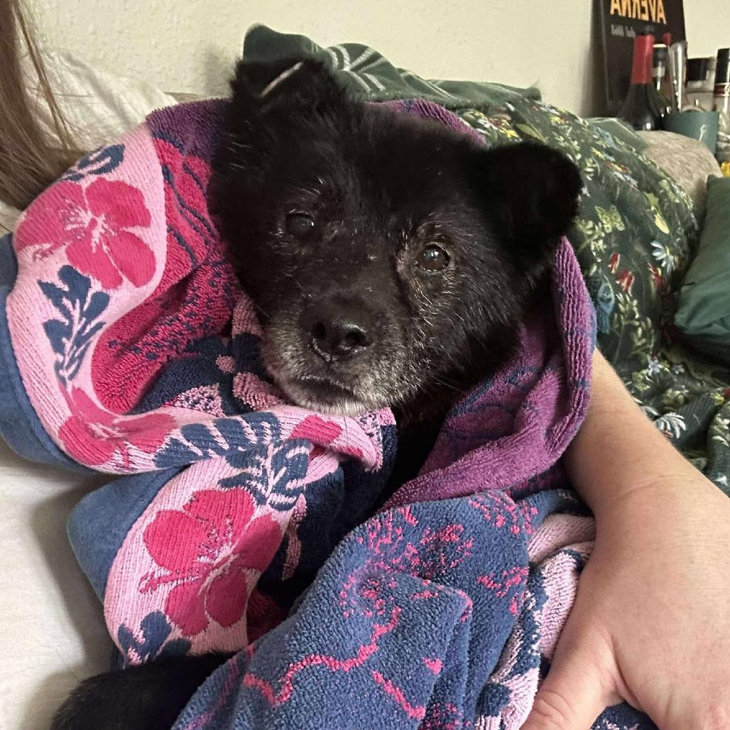 Tantan, a Adoptable mixed breed in Bend, OR image 5/6