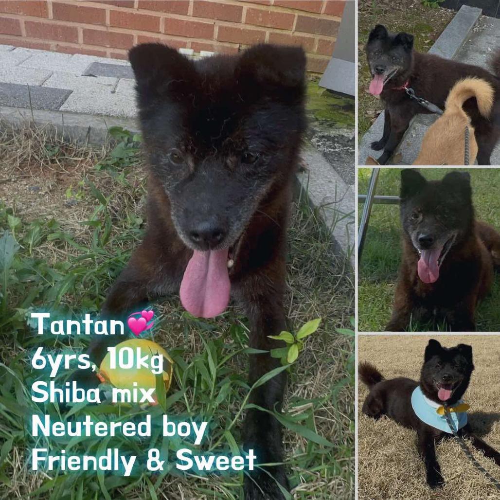 Tantan, a Adoptable mixed breed in Bend, OR image 6/6