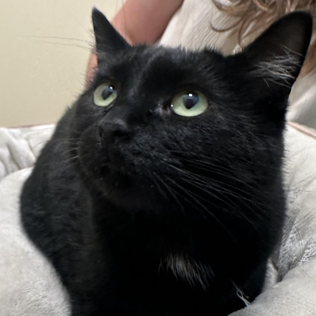 Chowder, Adoptable, Adult Female Domestic Medium Hair.