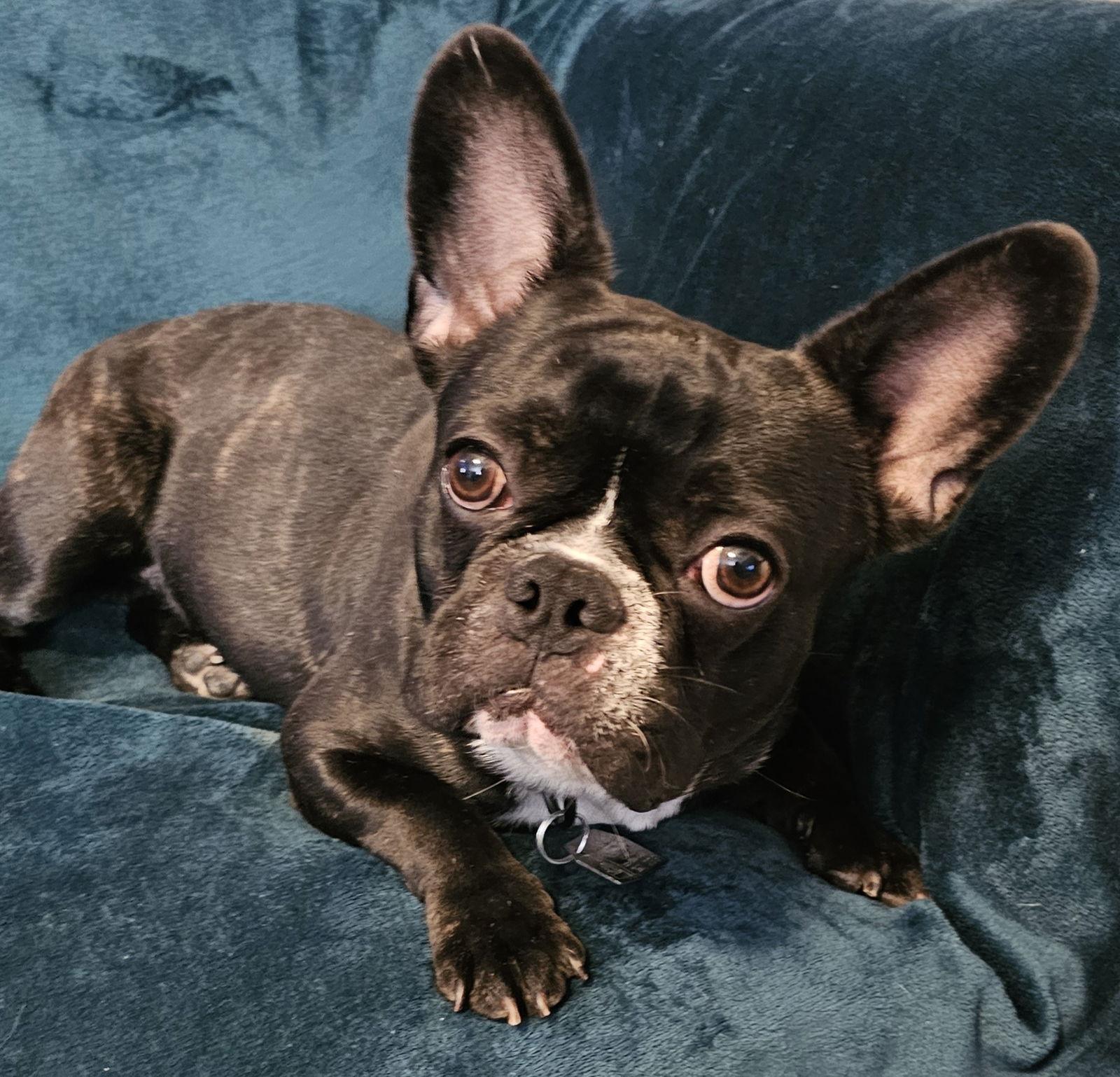 Enlarge Pudge, a Adopted French Bulldog in Oakhurst, NJ image 1/3
