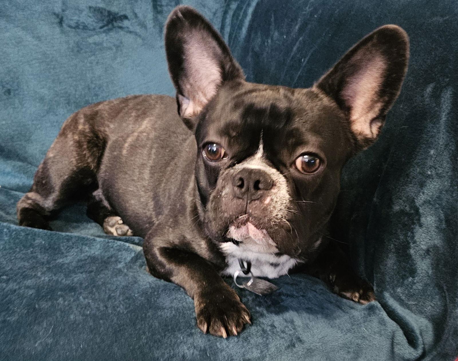 Enlarge Pudge, a Adopted French Bulldog in Oakhurst, NJ image 2/3