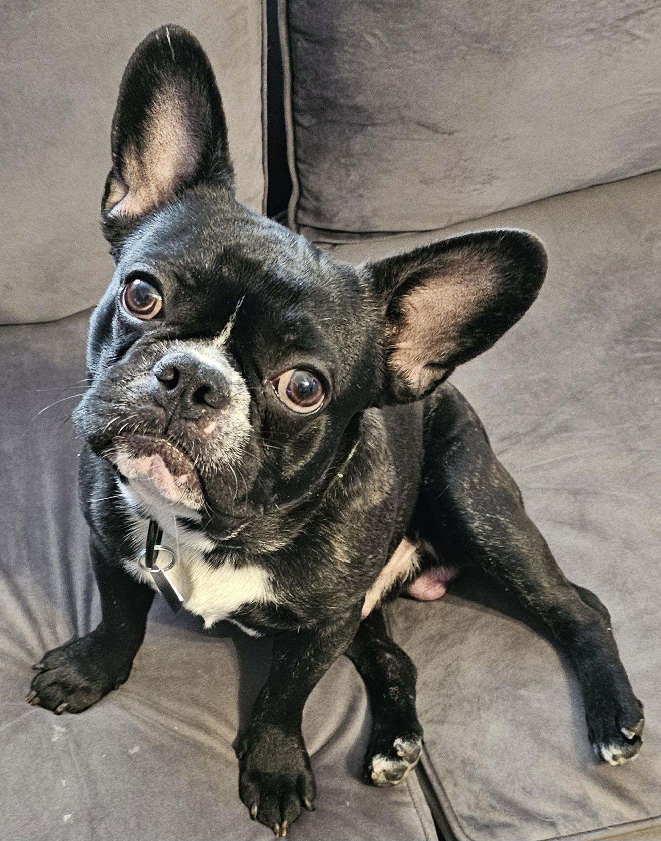 Enlarge Pudge, a Adopted French Bulldog in Oakhurst, NJ image 3/3