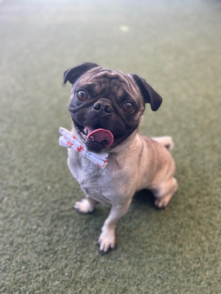 Enlarge Trickster, a Adoptable Pug in Gardena, CA image 1/6