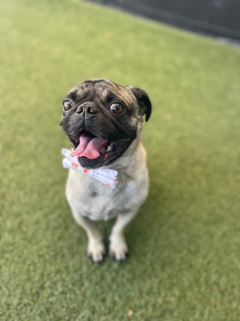 Enlarge Trickster, a Adoptable Pug in Gardena, CA image 2/6