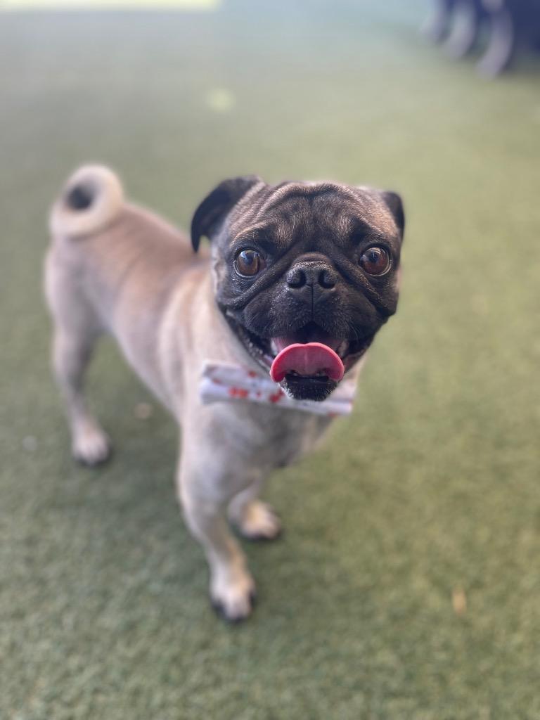 Enlarge Trickster, a Adoptable Pug in Gardena, CA image 3/6