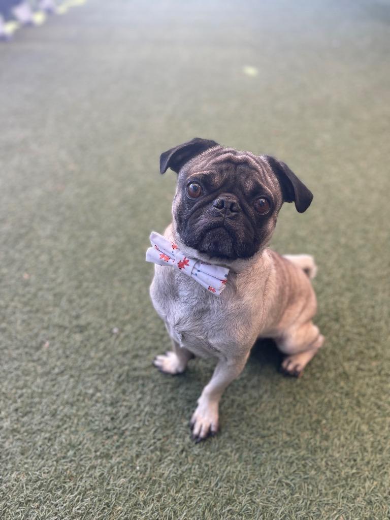 Enlarge Trickster, a Adoptable Pug in Gardena, CA image 4/6