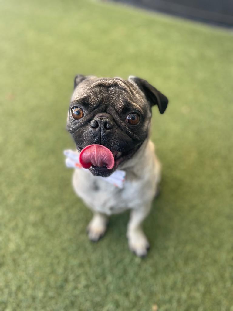 Enlarge Trickster, a Adoptable Pug in Gardena, CA image 5/6