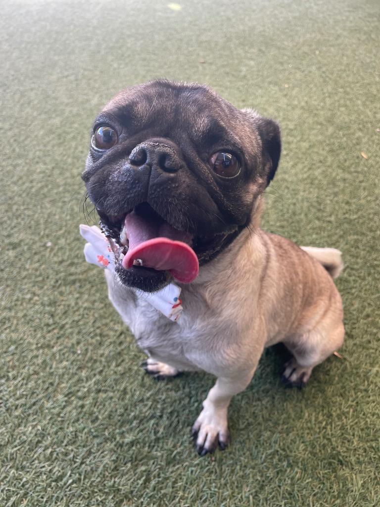 Enlarge Trickster, a Adoptable Pug in Gardena, CA image 6/6