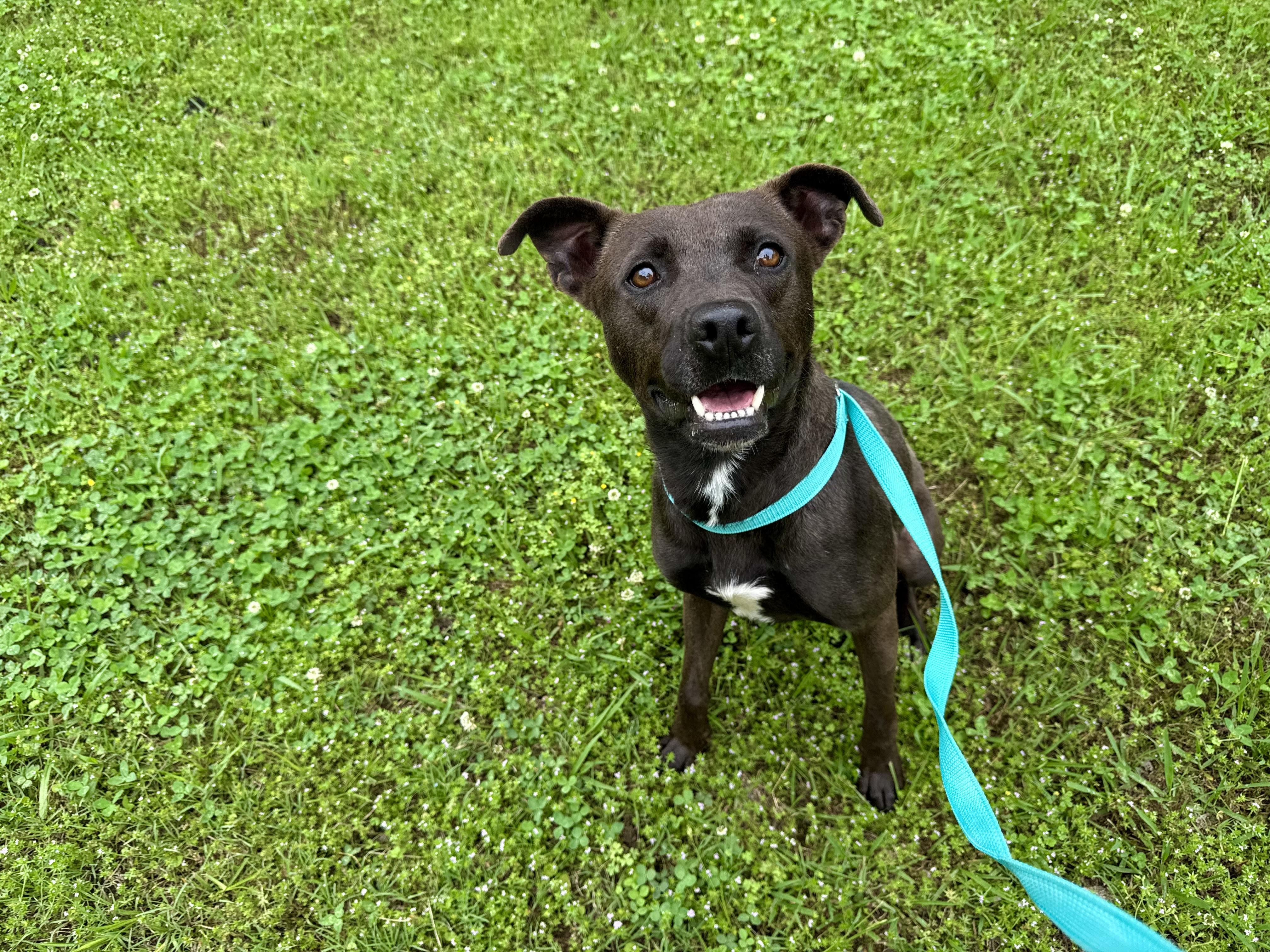 Enlarge Lexi, a ADOPTABLE Mountain Cur in Sherman, TX image 4/4