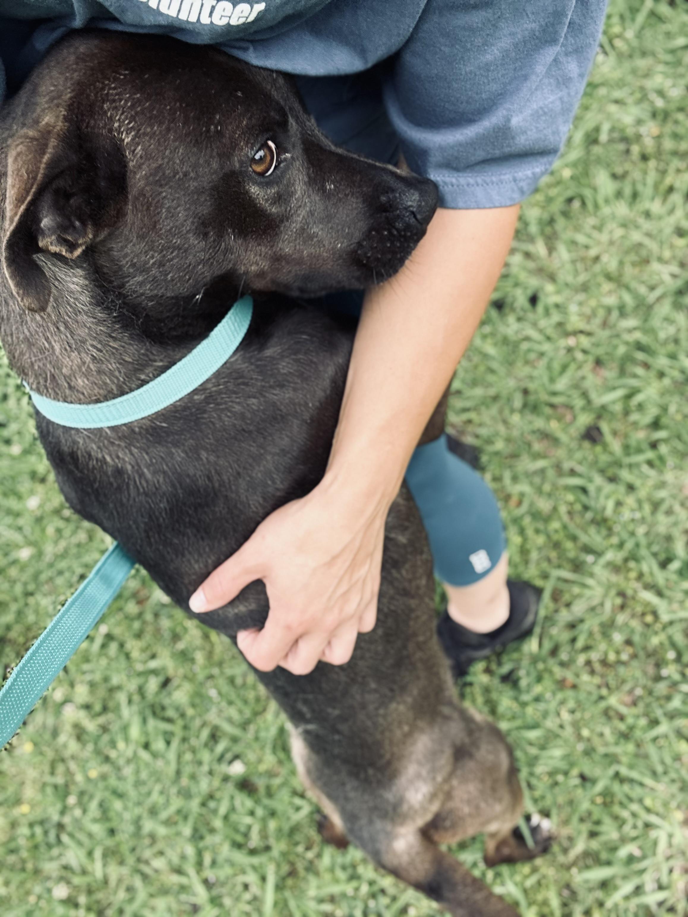 Enlarge Lexi, a ADOPTABLE Mountain Cur in Sherman, TX image 1/4