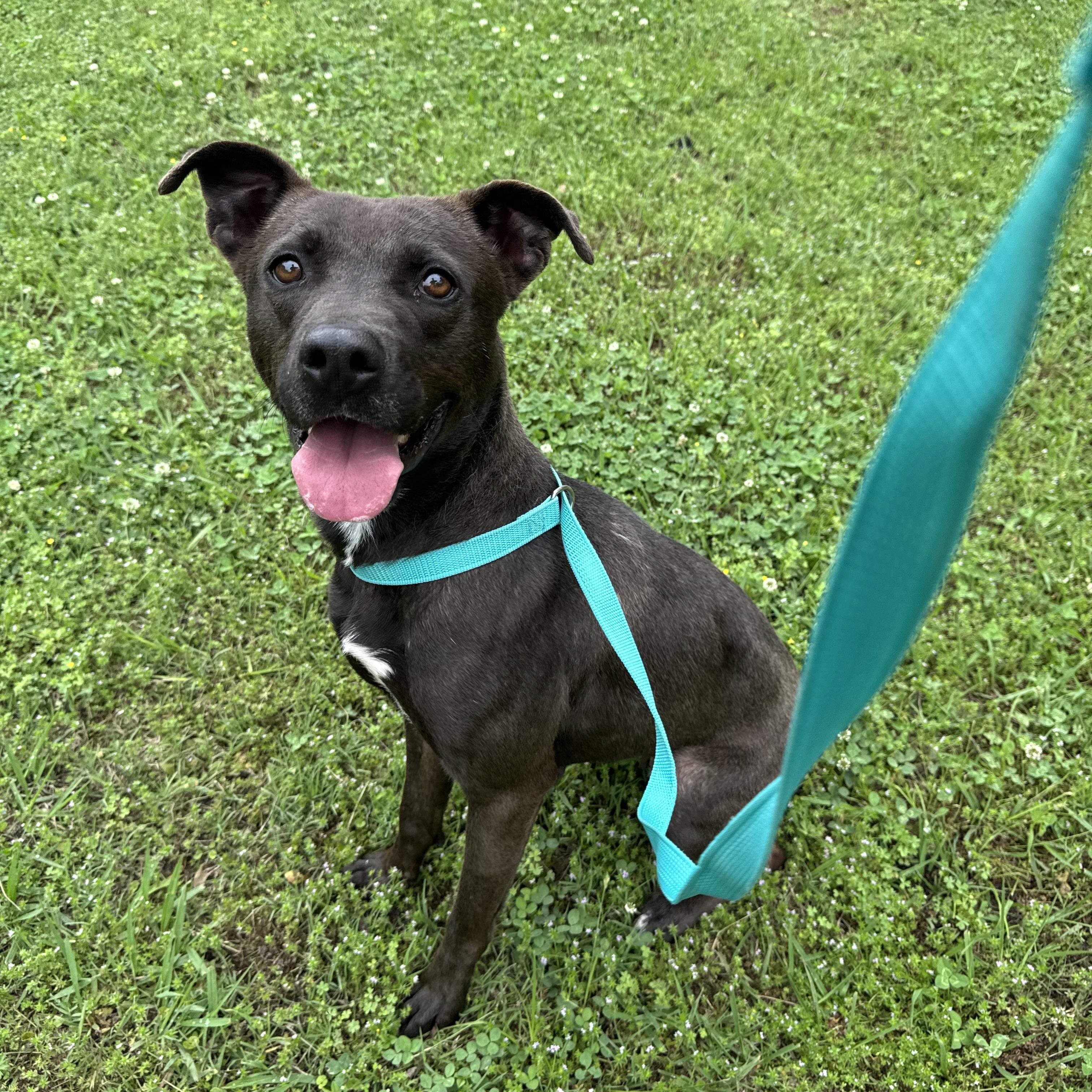 Enlarge Lexi, a ADOPTABLE Mountain Cur in Sherman, TX image 3/4