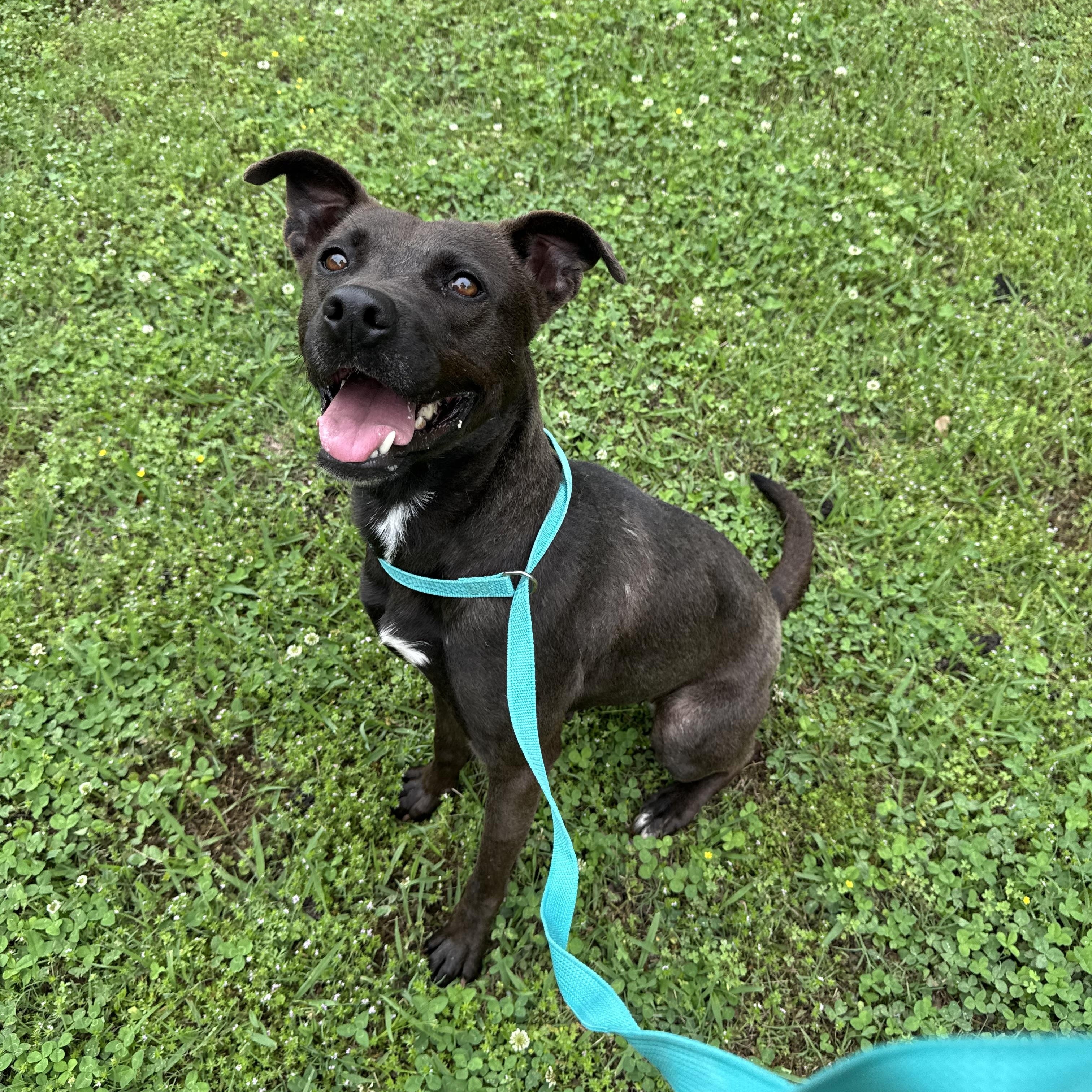 Enlarge Lexi, a ADOPTABLE Mountain Cur in Sherman, TX image 2/4