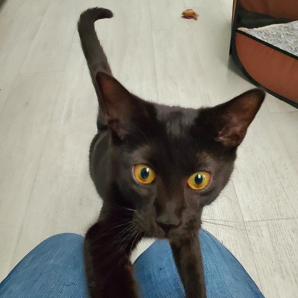 Eclipse, Adoptable, Young Female Domestic Short Hair.