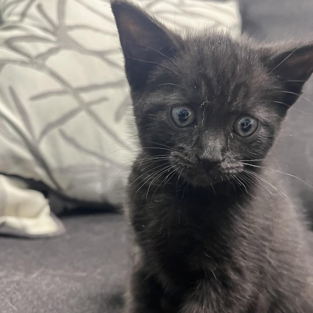 Enlarge Eclipse, a Adoptable Domestic Short Hair in PITTSBURGH, PA image 2/3