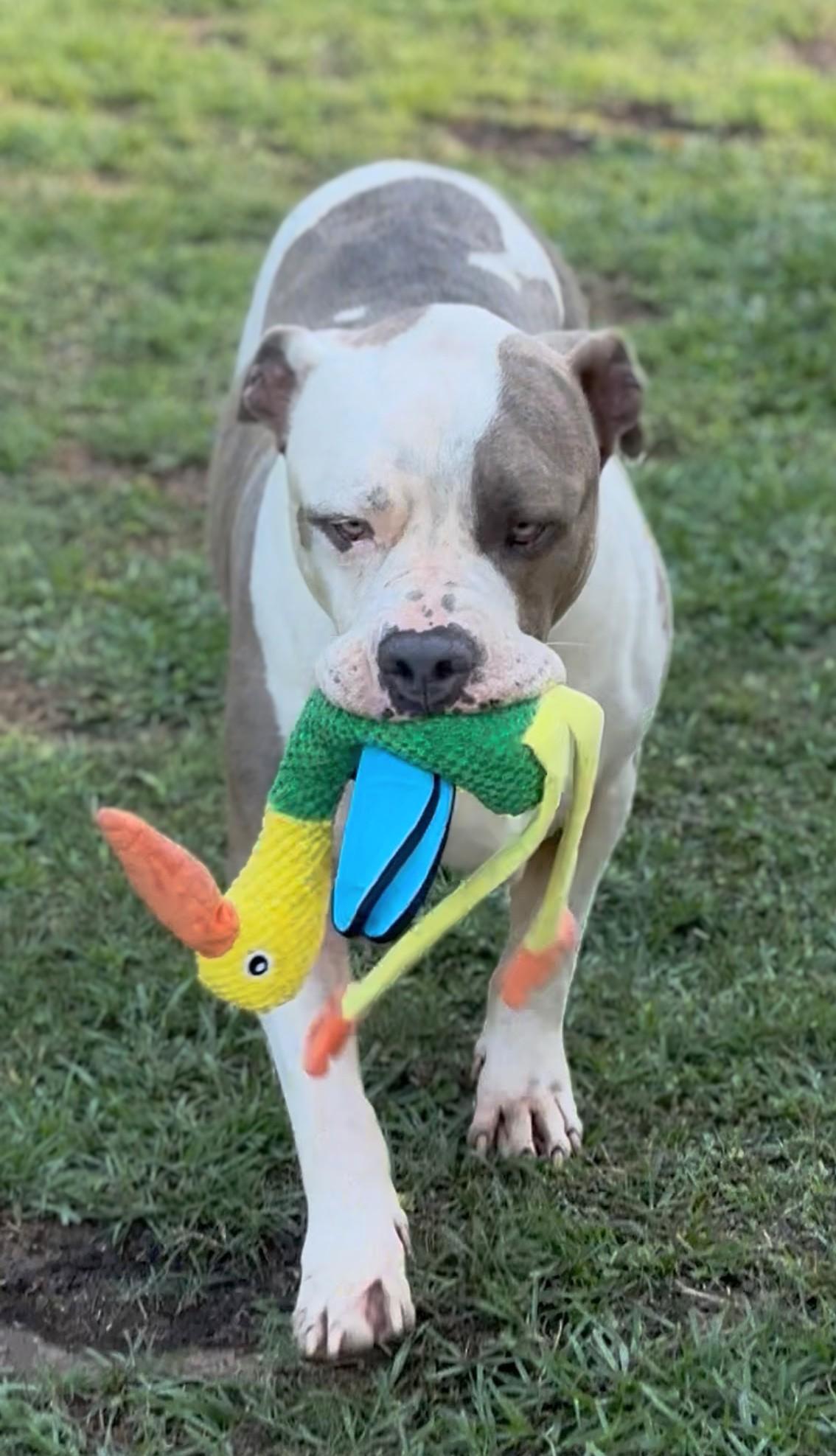 Enlarge Louie, a Adoptable American Bully in Pass Christian, MS image 1/6