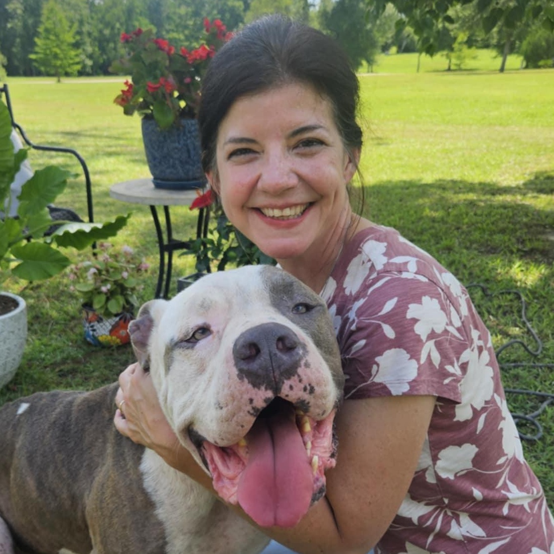 Enlarge Louie, a Adoptable American Bully in Pass Christian, MS image 3/6