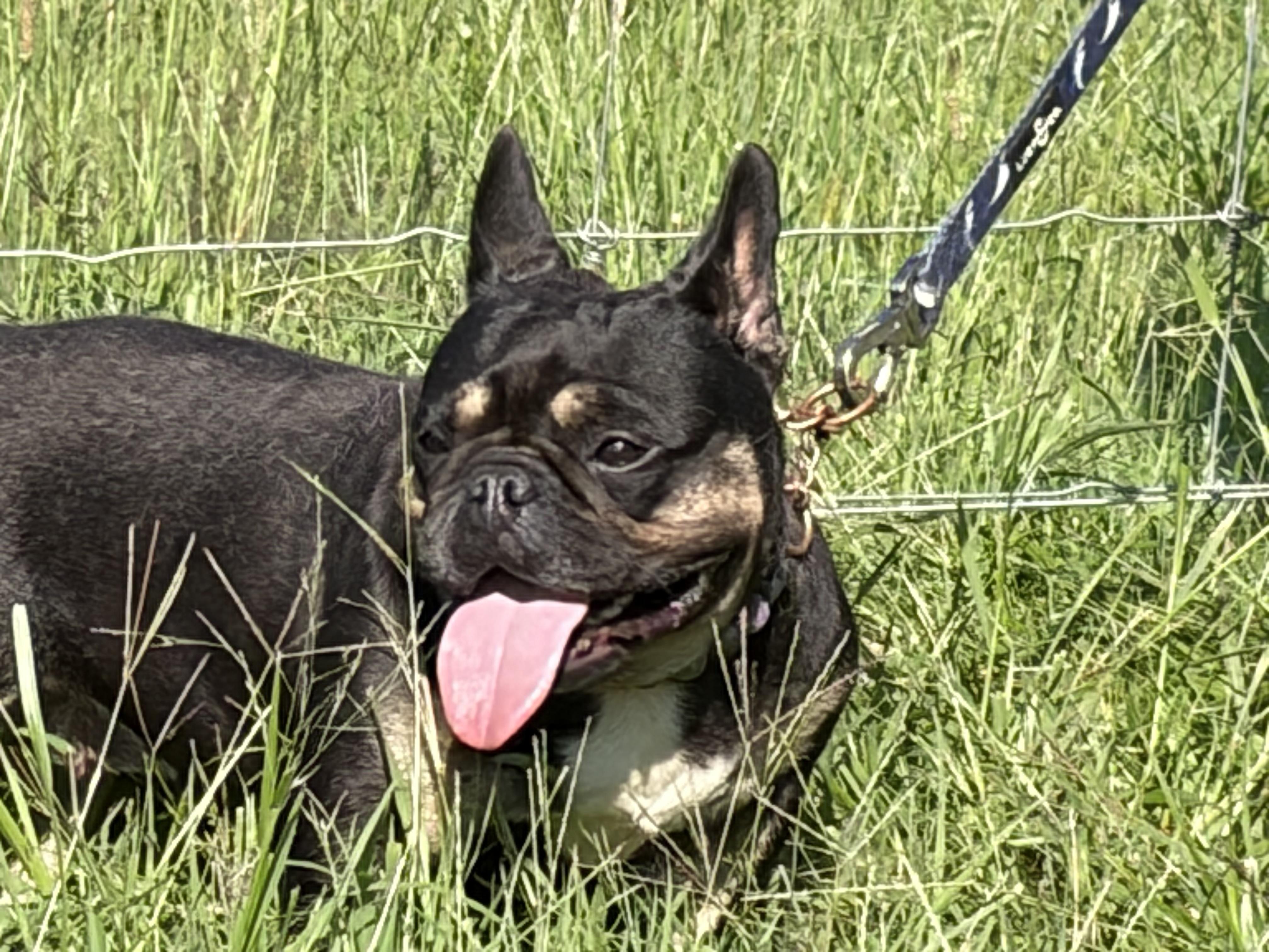 Pippa, a ADOPTABLE French Bulldog in Warrenton, VA image 4/4